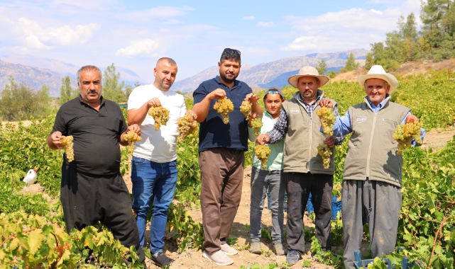 Kahramanmaraş'ta Şıra Telaşı Başladı - GÜNDEM - Maraş Yenigün